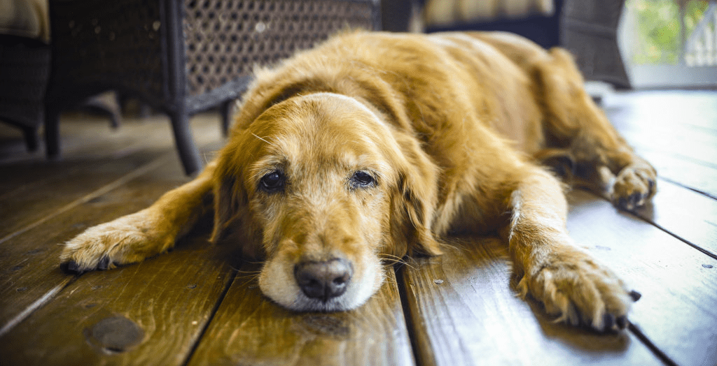 Skin cancer inn dogs