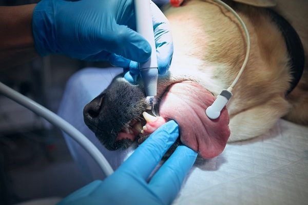 Dogs' Teeth Chattering