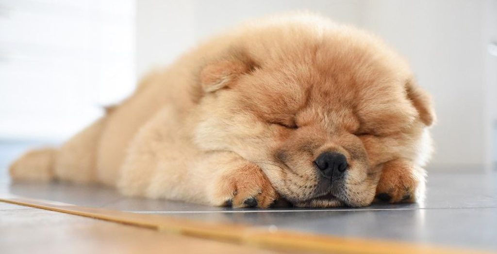 The Ultimate Guide to Caring for a Limping Dog