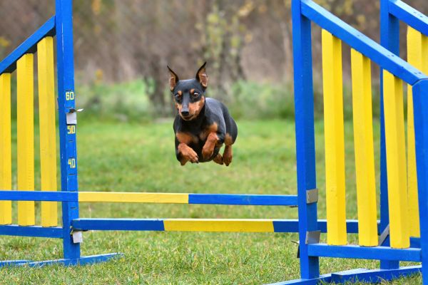 Training Tips for Small Dog Breeds